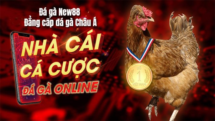 đá gà trực tiếp thomo hôm nay